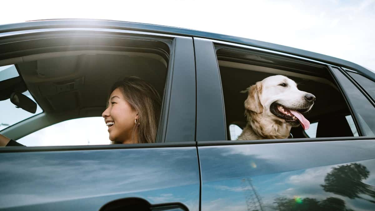 Young Woman Drives Car With Dog in Back Seat