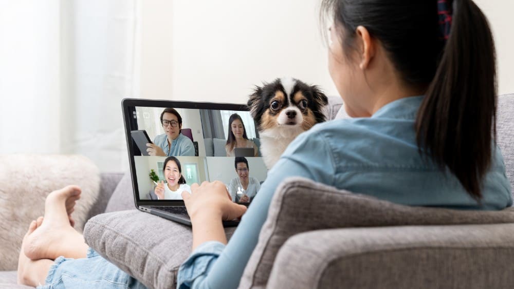 Worker on sofa and team on laptop screen talking and discussion in video conference and dog interruption.