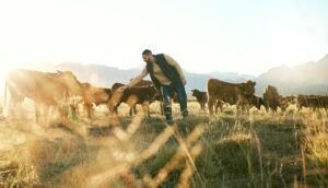 As the Royal Highland Show got underway in Edinburgh, Scotland’s meat and farming industries have raised fresh concerns about the impact of UK trade deals on domestic agriculture, warning that growing meat imports from countries such as Australia, New Zealand and Brazil risk destabilising the home market.