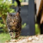 How Can Pet Influencers Monetise Partnerships With Cat Food Brands?