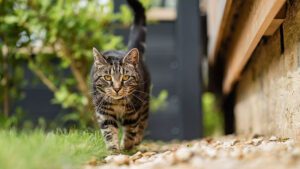 In today’s world, there has been a massive shift: more and more people view their pets as family members or even children, rather than simply animals.