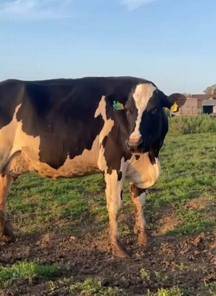 Sad: He has now updated his followers on those cows, three of which have contracted Bovine Tuberculosis, which is an infectious disease of cattle caused by the bacterium Mycobacterium bovis