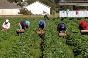 Fruit Pickers