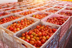 UK businesses spent as much as £65 million last year on licences to export food and agricultural products to the EU – costs the government has pledged to eliminate within the next 18 months.