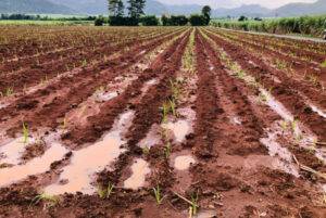 The UK is grappling with the aftermath of a 'washout winter,' which threatens to drive up prices for essential goods such as bread, beer, and biscuits, as key crop yields face a significant decline of nearly a fifth due to unprecedented wet weather conditions.
