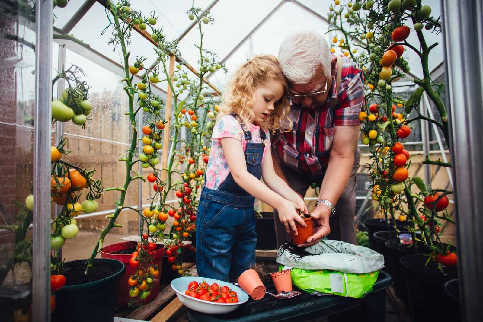 Little girl helping her Grandad plant tomatoes in a greenhouse in his garden.