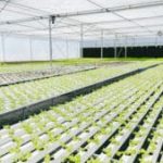 Best Water-Soluble Fertilizer Companies for Hydroponics